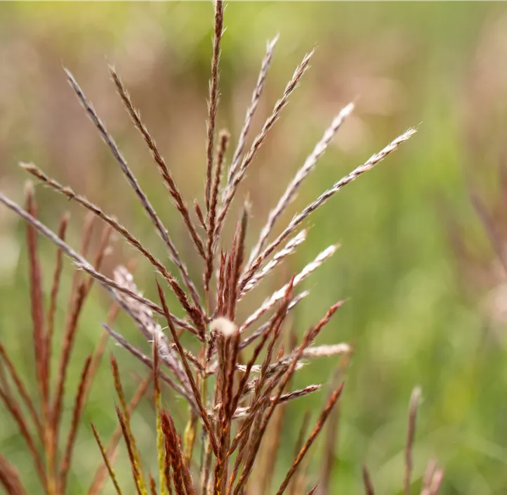 Garten-Chinaschilf 'Ferner Osten'