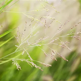 Panicum virgatum Cheyenne Sky