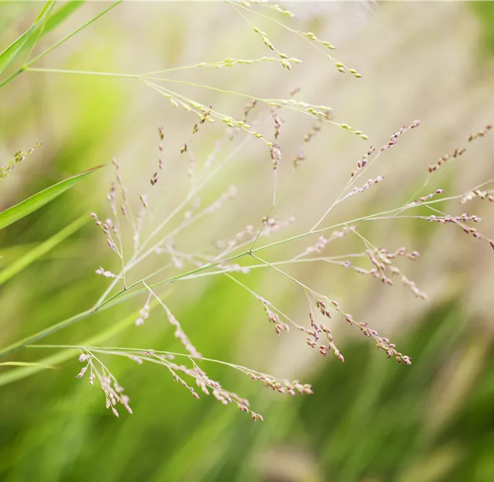 Garten-Ruten-Hirse 'Cheyenne Sky'(S)