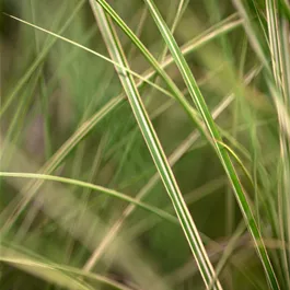 Miscanthus sinensis Morning Light