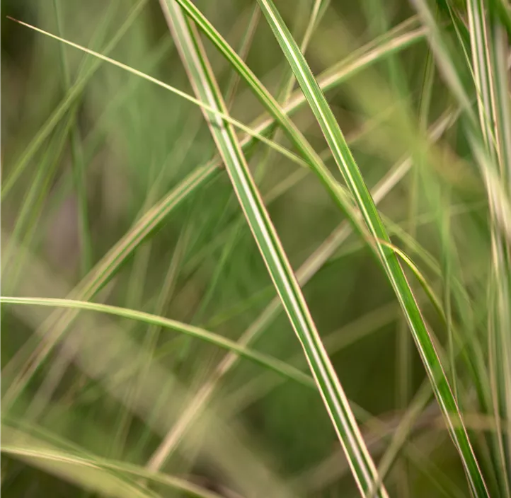 Garten-Chinaschilf 'Morning Light'