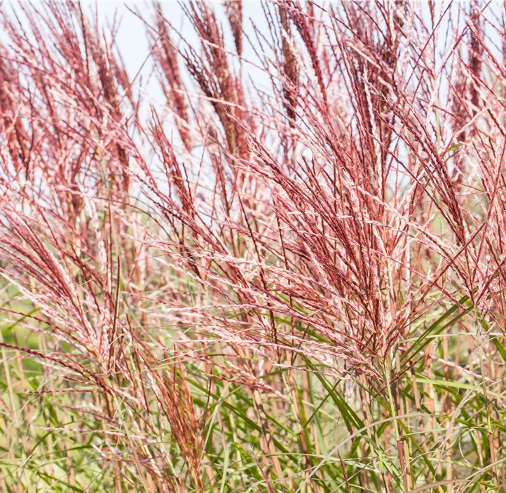 Garten-Chinaschilf 'Red Chief'