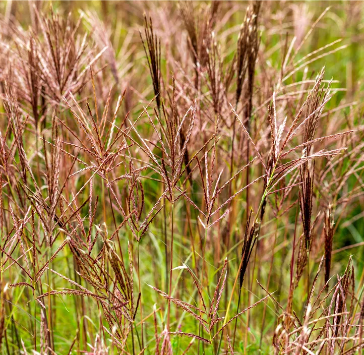 Garten-Chinaschilf 'Red Chief'