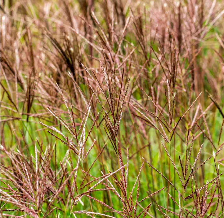 Garten-Chinaschilf 'Red Chief'