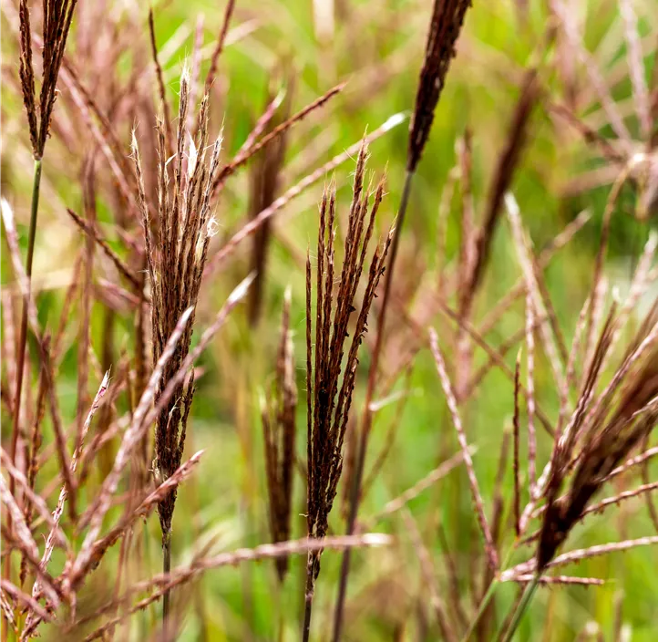 Garten-Chinaschilf 'Red Chief'