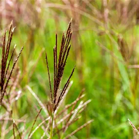 Miscanthus sinensis Red Chief