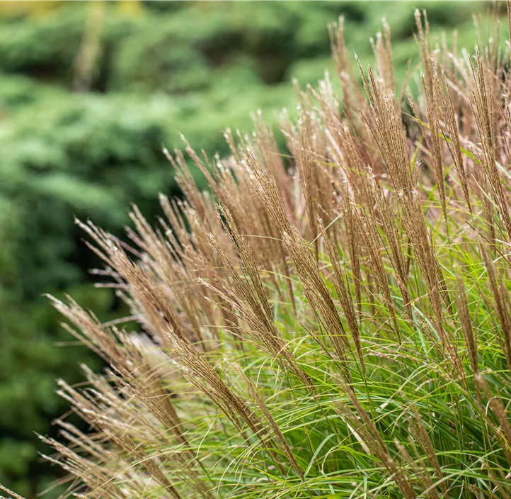 Garten-Chinaschilf 'Yakushima Dwarf'