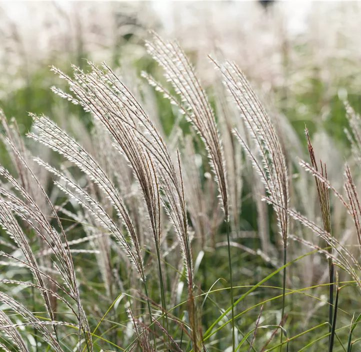 Garten-Chinaschilf 'Yakushima Dwarf'