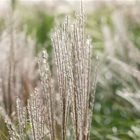 Miscanthus sinensis Yakushima Dwarf