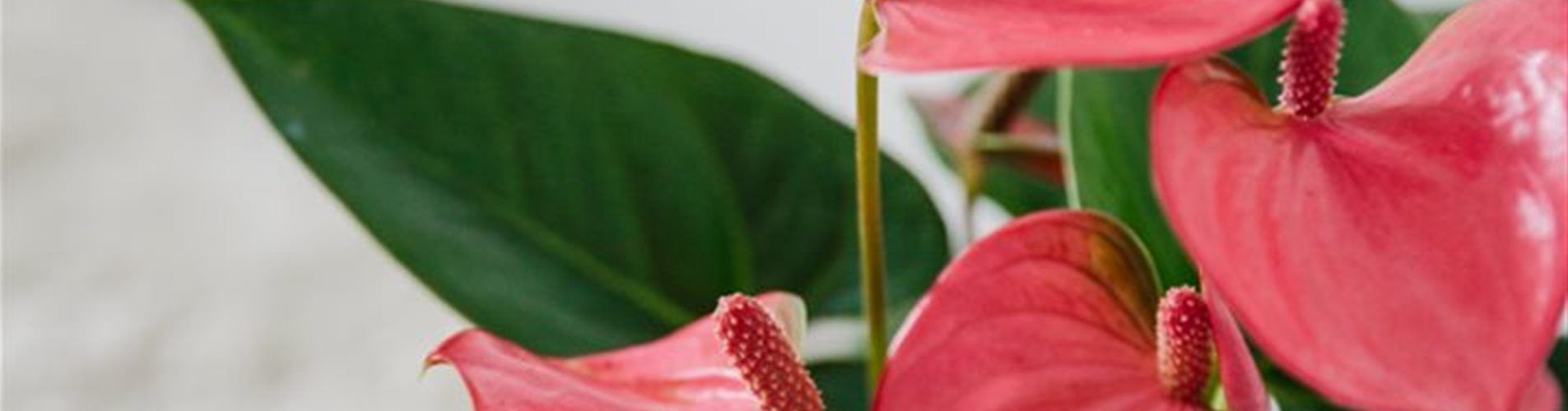 ladyvenom_bellaflora-106-0-186-720-405 ladyvenom_bellaflora-106-0-186-720-405