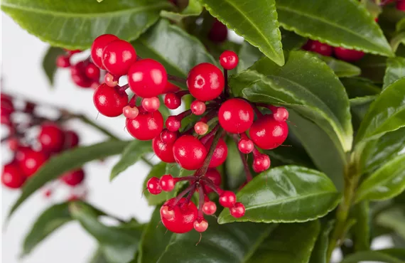 Ardisia crenata