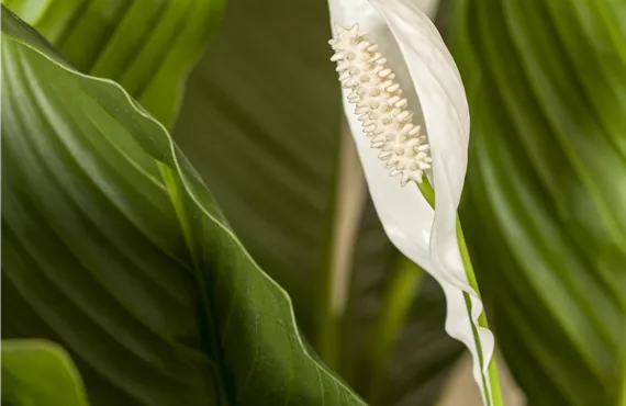 Spathiphyllum floribundum