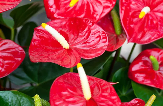 Anthurium x andreanum 'Red Champion'