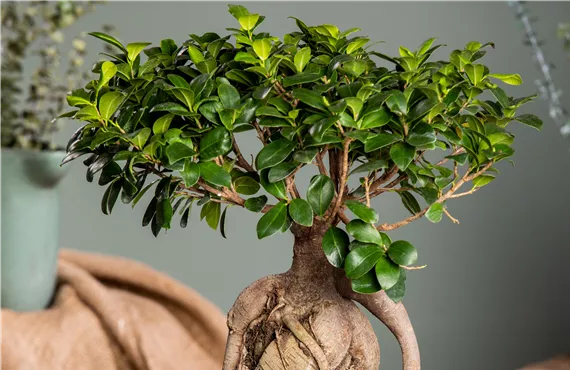 Ficus microcarpa