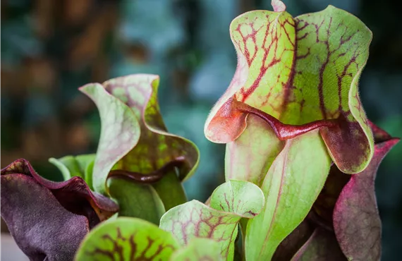 Sarracenia