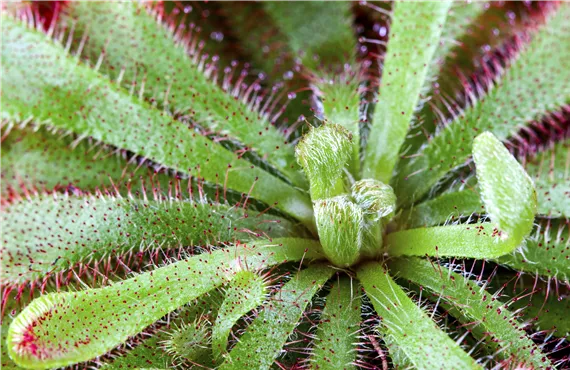 Drosera