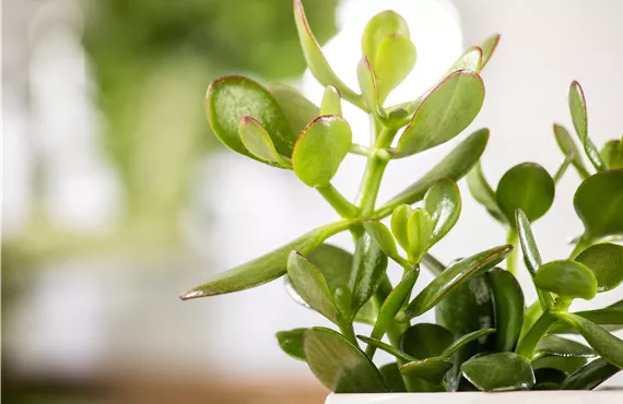 Crassula ovata