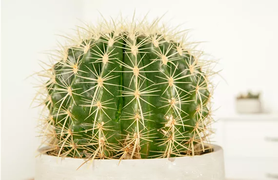 Echinocactus grusonii