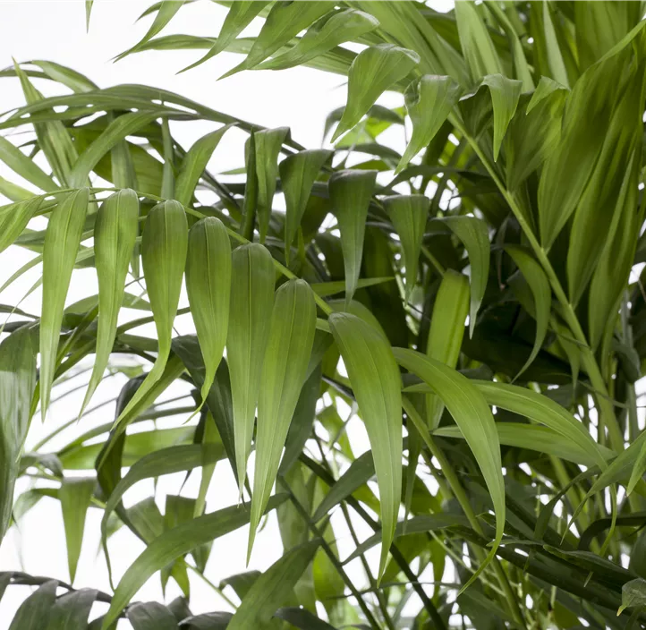 Mexikanische Bergpalme