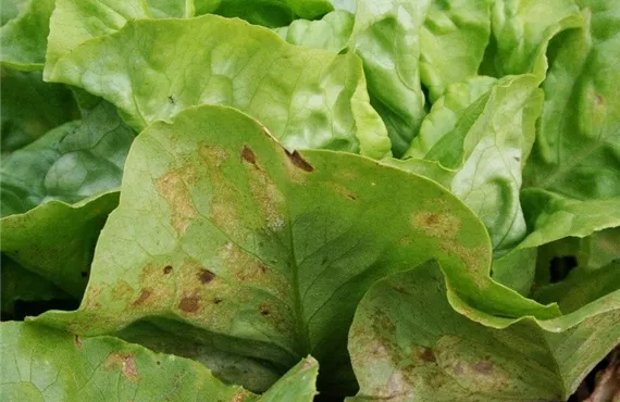 Falscher Mehltau an Salat