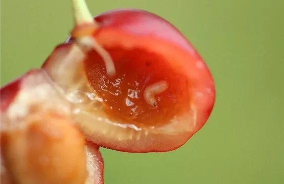 Kirschfruchtfliegenmade in Süßkirsche