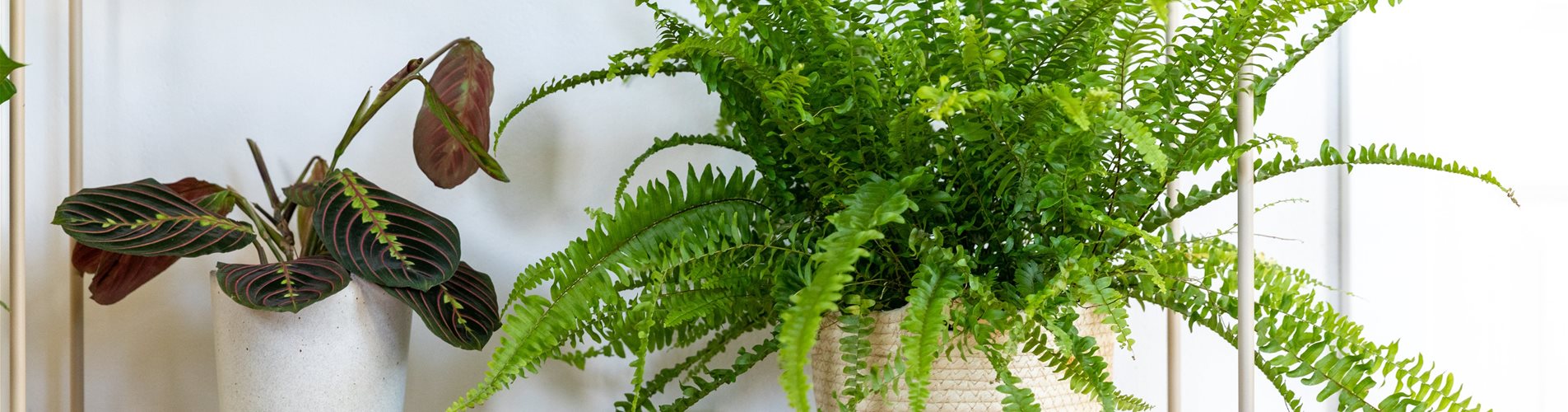 Jungle Ambiente - Farn Jungle Ambiente - Farn