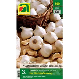 Allium sativum Allium sativum