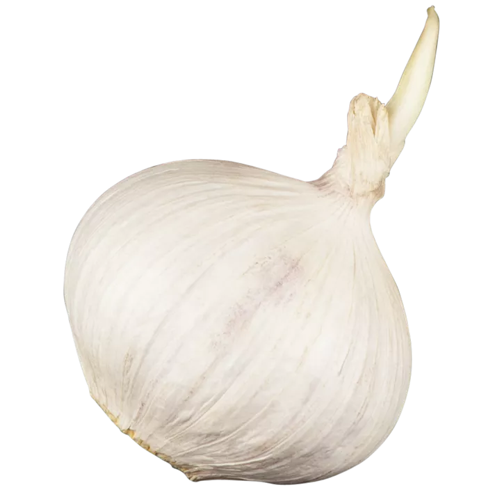 Echter Knoblauch