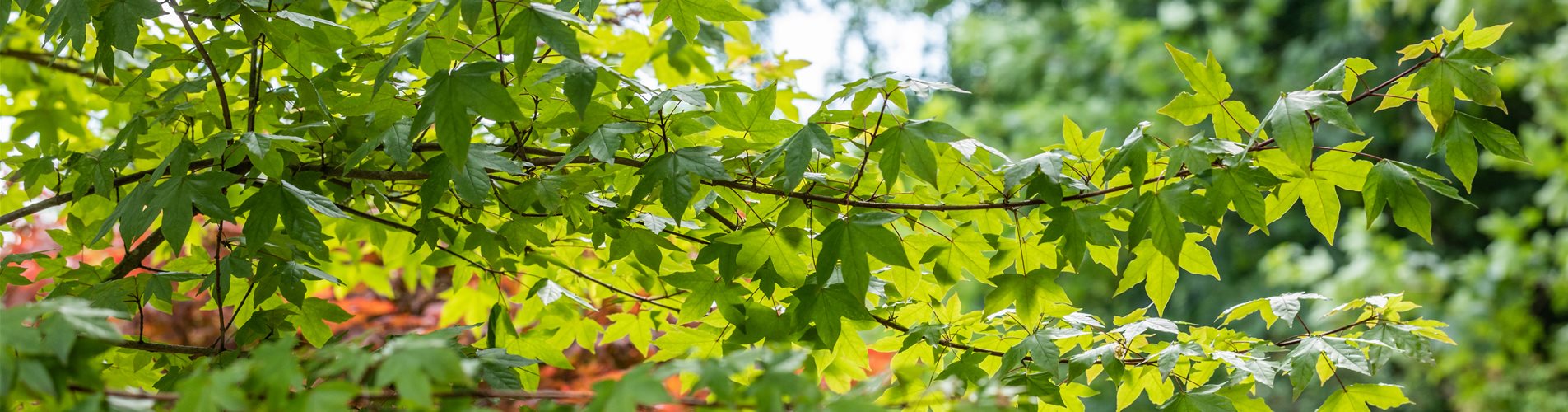 Acer zoeschense (x) 'Annae' Acer zoeschense (x) 'Annae'
