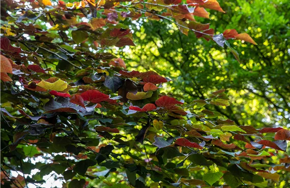 Ein beliebter Laubbaum: Der Judasbaum