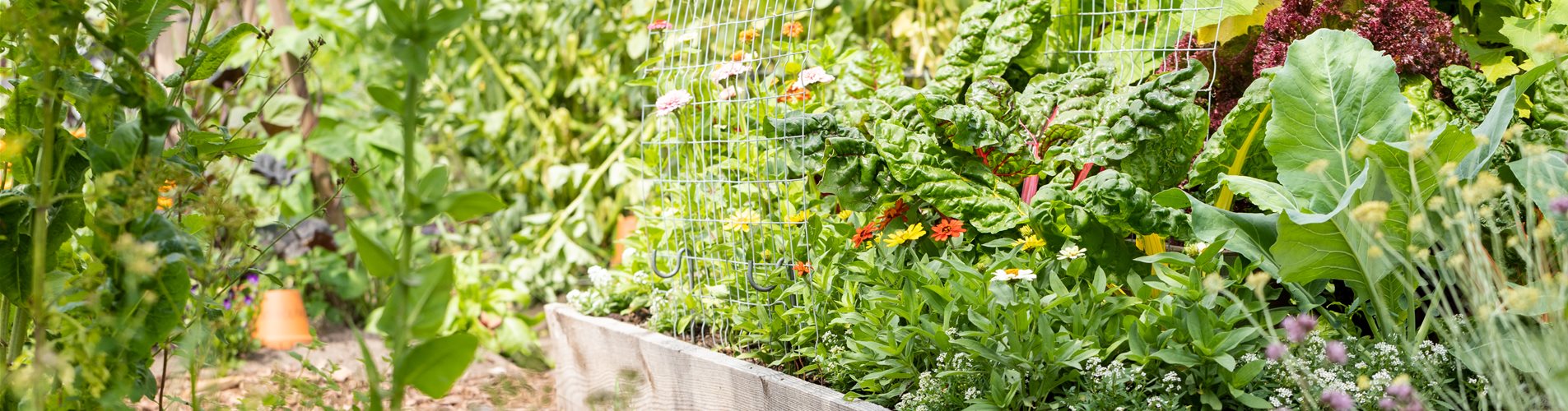 Gemüsebeet Gemüsebeet