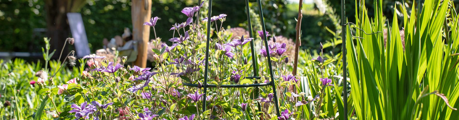 Rankhilfe für Clematis Rankhilfe für Clematis