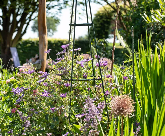 Rankhilfe für Clematis