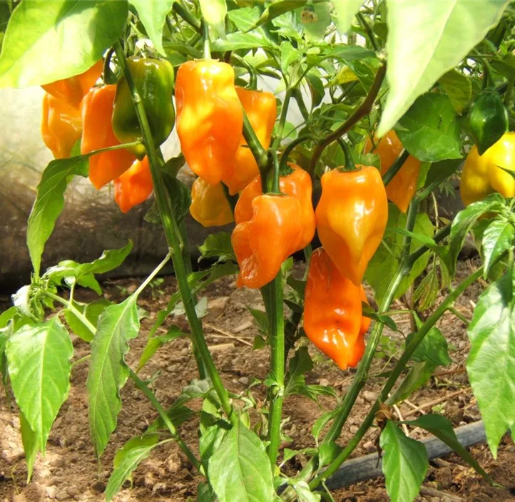 Chili Habanero orange