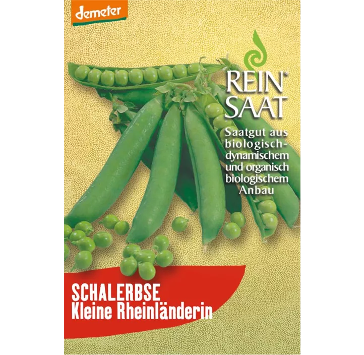 Erbse Kleine Rheinländerin