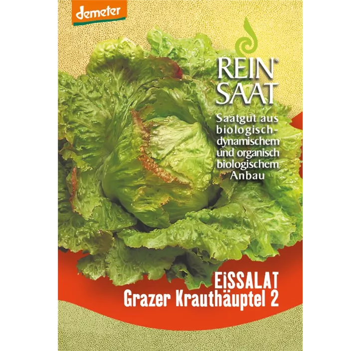 Salat Grazer Krauthäuptel 2