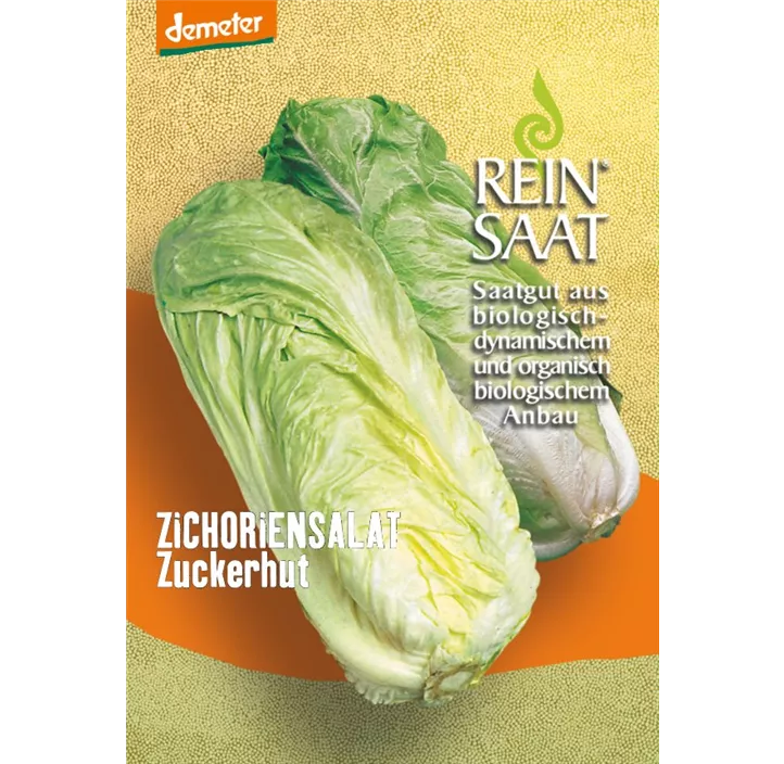 Zichoriensalat Zuckerhut