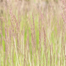 Calamagrostis acutiflora Overdam