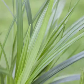 Carex Irish Green