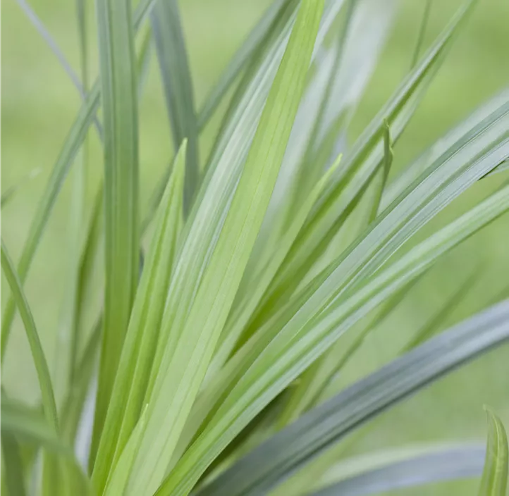 Teppich-Japan-Segge 'Irish Green', 30 cm