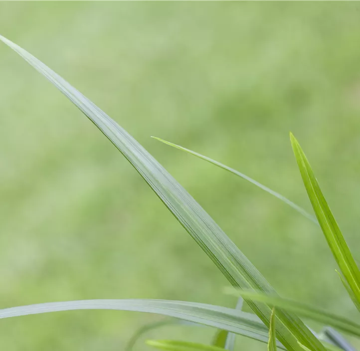 Teppich-Japan-Segge 'Irish Green', 30 cm