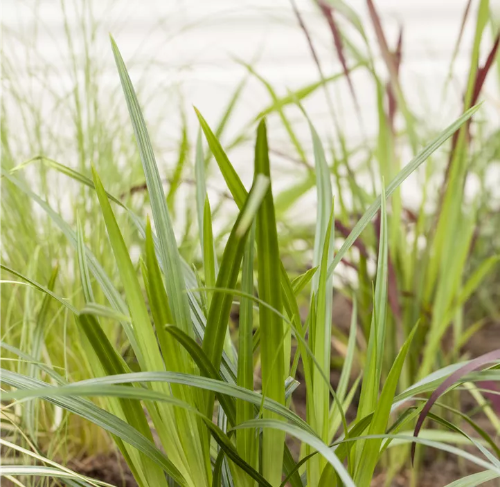 Teppich-Japan-Segge 'Irish Green', 30 cm