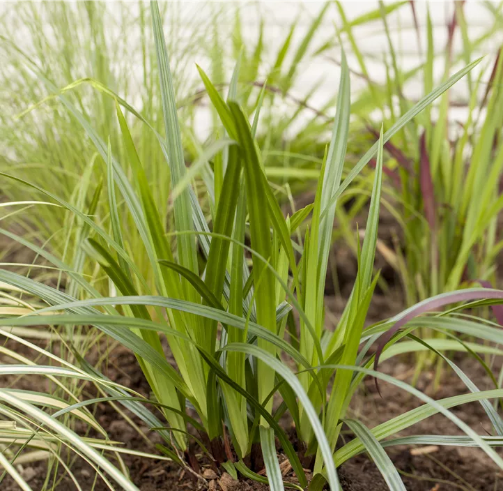 Teppich-Japan-Segge 'Irish Green', 30 cm