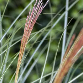 Miscanthus sin. Kleine Silberspinne