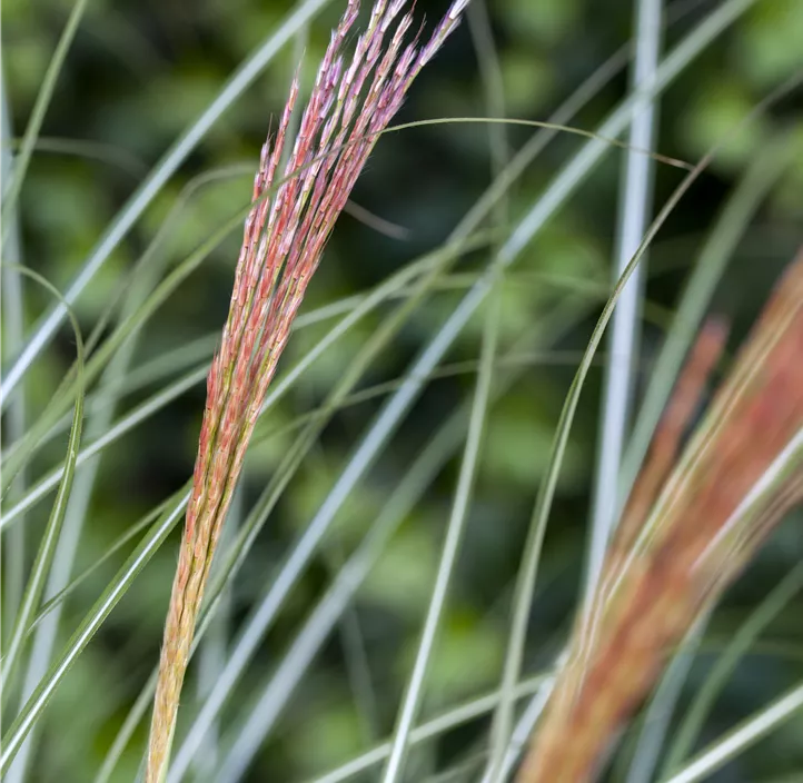 Garten-Chinaschilf 'Kleine Silberspinne'