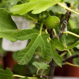 Ficus carica Fruchtsorte (keltischer Baumkreis)