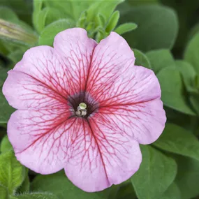 Petunia Hybride Surfinia