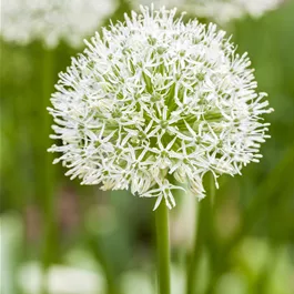 Allium senescens Compact white