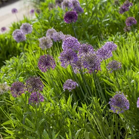 Allium senescens Lisa Green