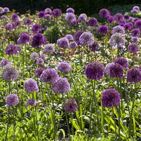 Allium senescens Millenium